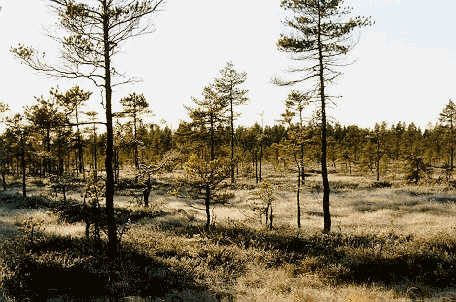 Image14j.jpg (34985 bytes)