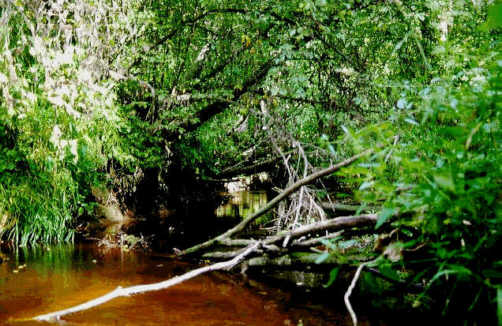 Image15j.jpg (44801 bytes)